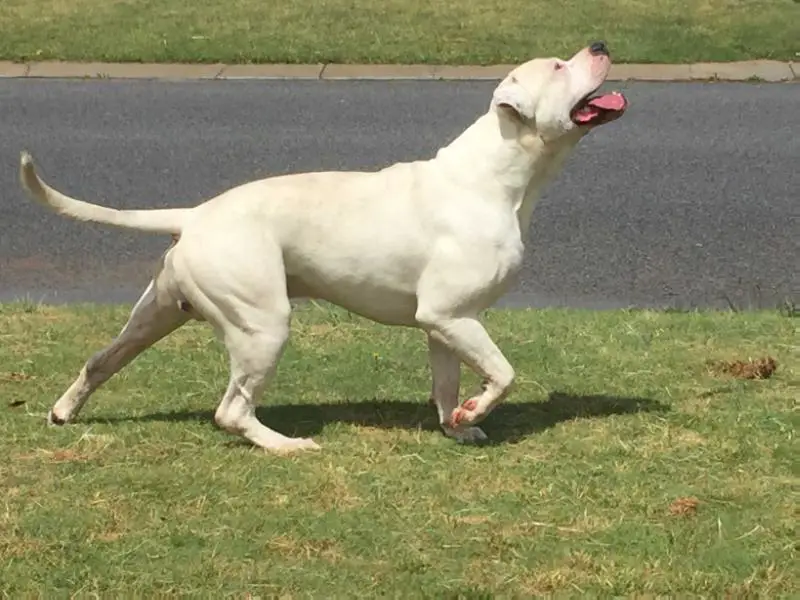 Pedigree American Bulldogs Australia Big Alan
