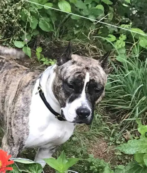 CH Ducipal Wicked Party for Fraja EC