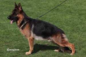 SG Seko vom Rumbachtal