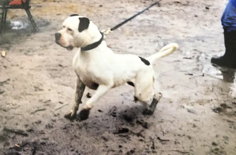 James' Steel Bridge Rocco