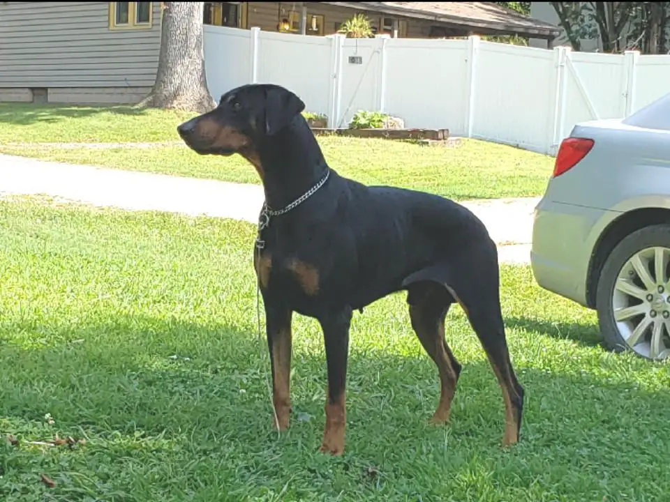 Milo Jackson