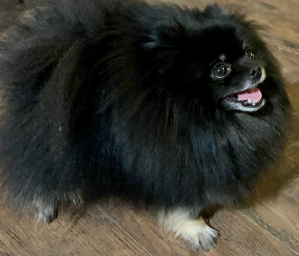 MJ's National The Big Investment  - Peakaboo Paisley