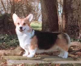 CH Cinonnie Marteeny