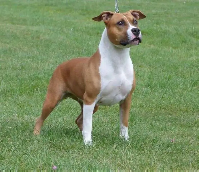 R.WW.CH Rockabilly's Son Miss Tequila Skillet