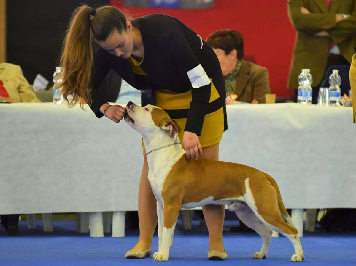 JCh. Ch Anonymous D-E Hannibal the Hooligan