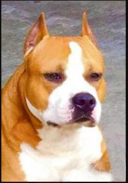 Multi Ch. / Internacional Ch. Mágnum de Cans Juansa