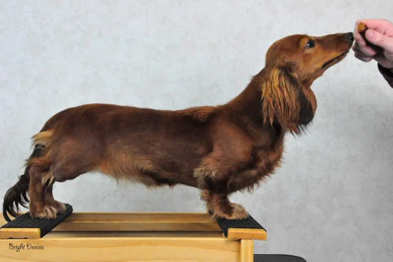 Bright's Bikku Bitti Ml