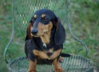 Reevesdachs Dark Roast Blend Lily MS