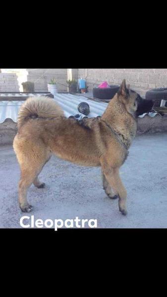 Cleopatra (Moctezuma)