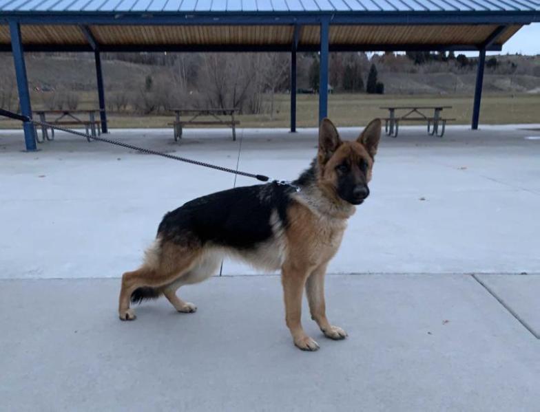 Redwood Run’s Zima Vom Schmidtenhausen