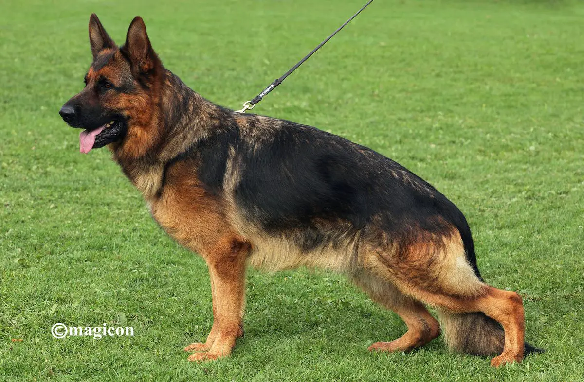 SG2 Estonian Vizejuniorsieger 2019, V1 Margman Zathan