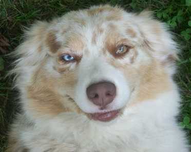 Heavenbounds Oak Run Miss Emma