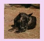 KIRA (1986)(AG94L3133)