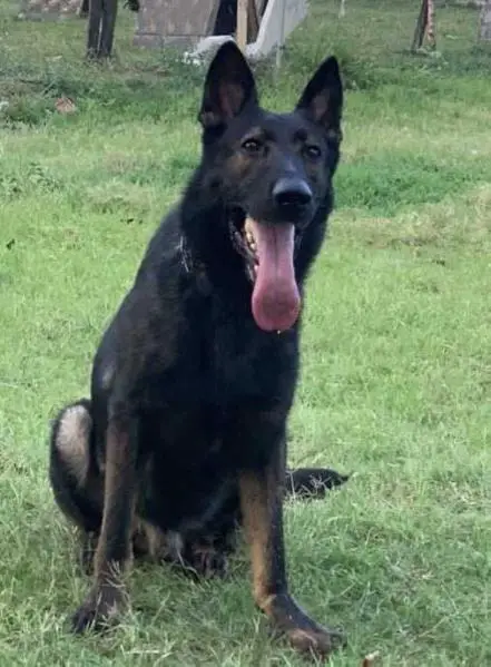 Leon od Hradcanskeho Rybnika