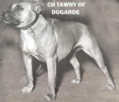 CH Tawny of Dugarde