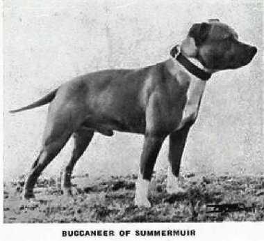 Buccaneer Of Summermuir