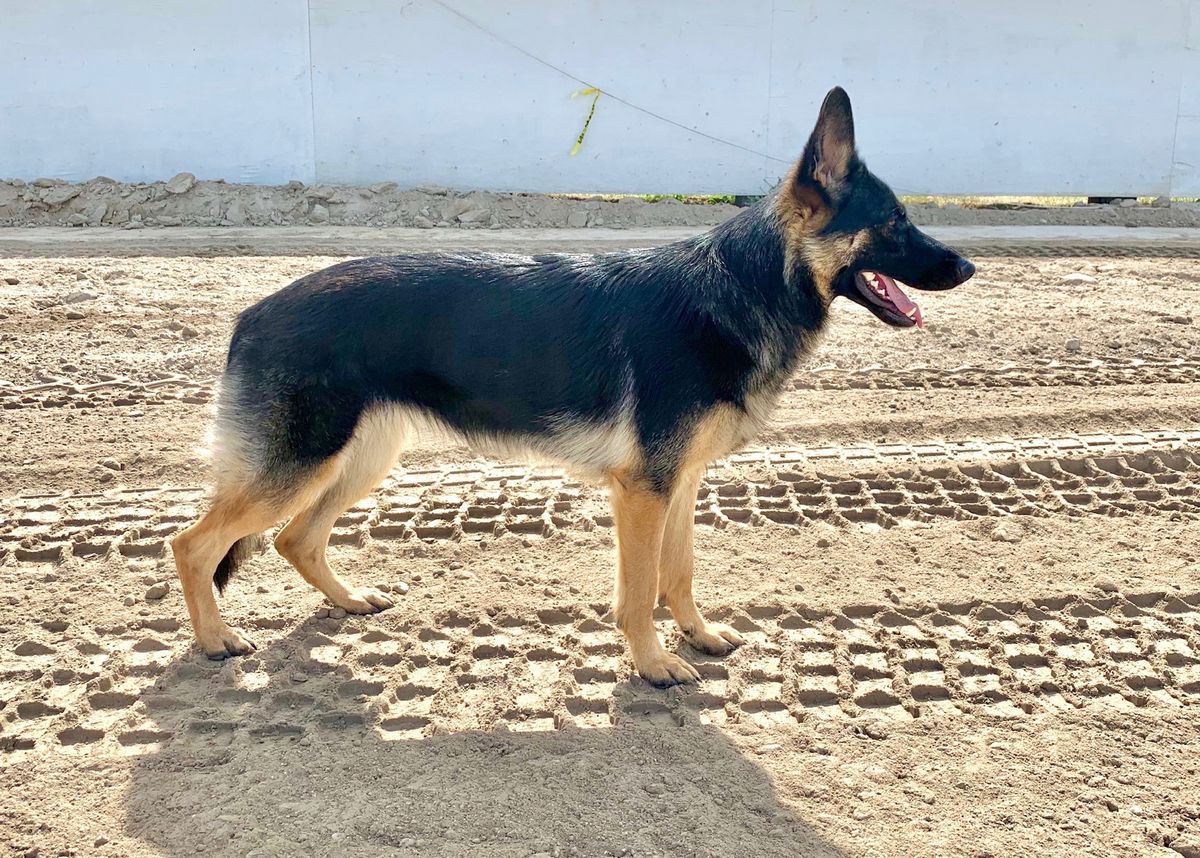 Beretta Vesna of Blue Sage