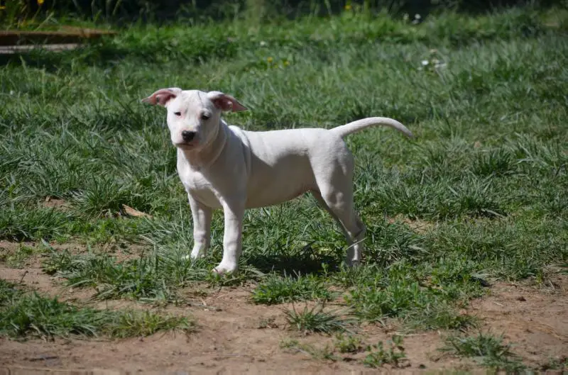 Golden Kyon White Crystal