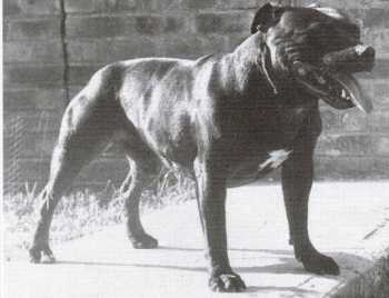 CH Ashstock Lucky Jim