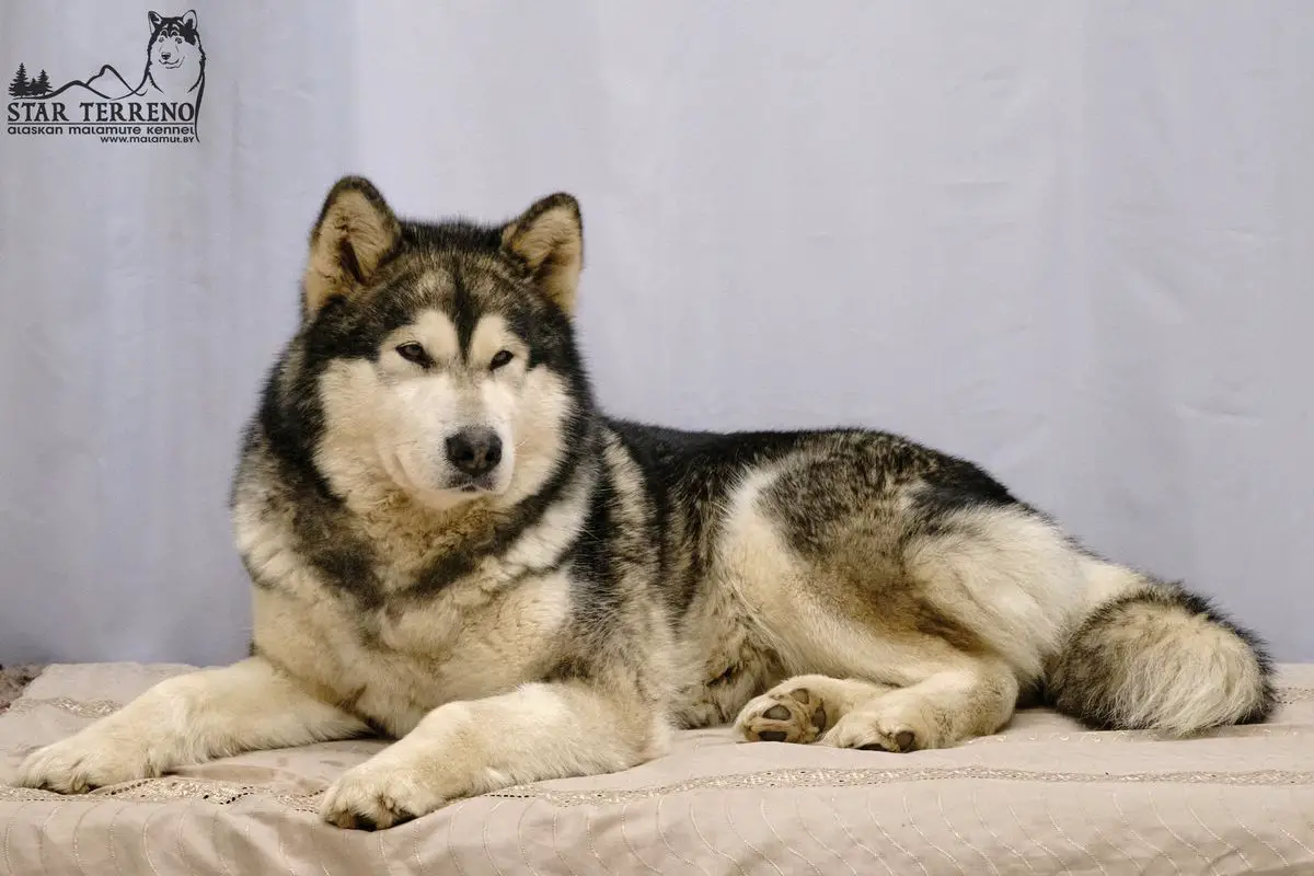 JCHBY, JCHBreedBY, JGrandCHBY Taste Of Victory Fair Enslaver