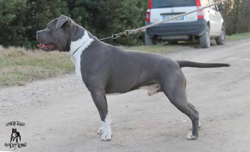 Contra Legem Tupac Amaru