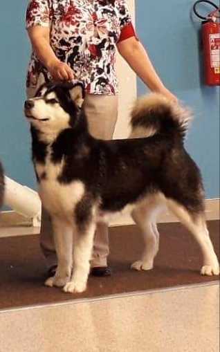 Al-Tai 2.Black Sova z Rontu-Aru