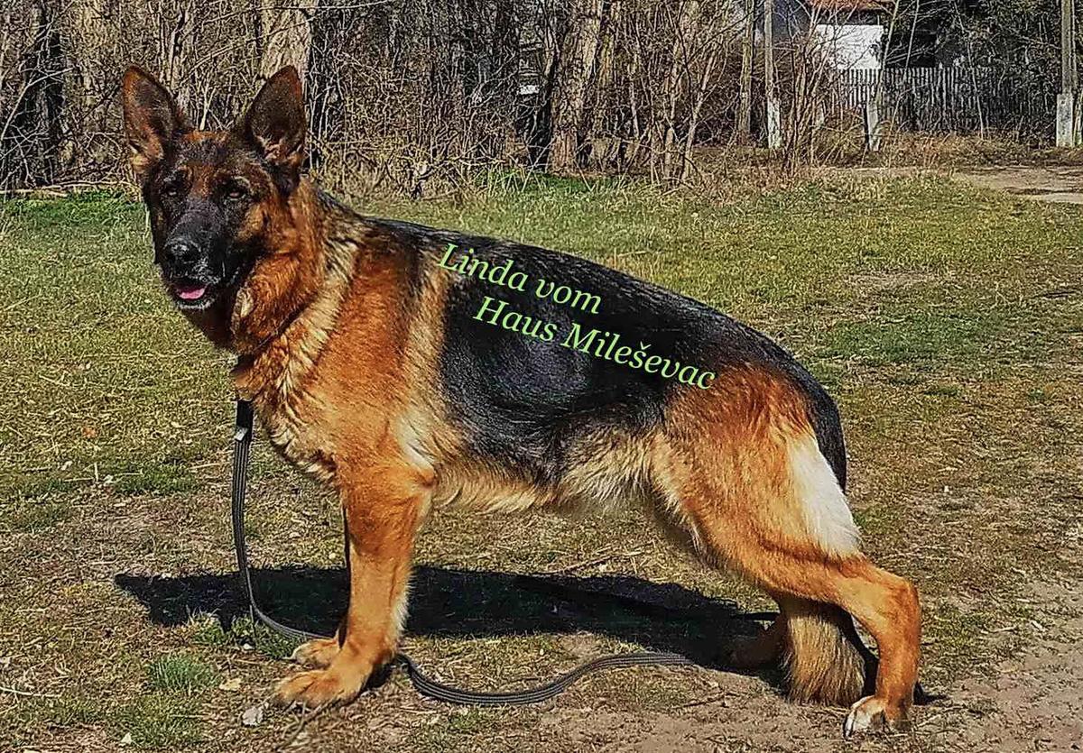 Linda vom Haus Mileševac