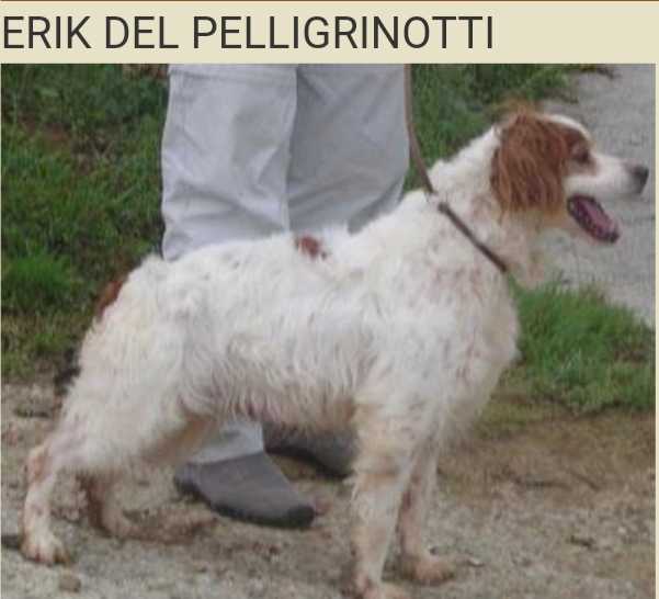 Cot.3/6 ERIK del Pellegrinotti