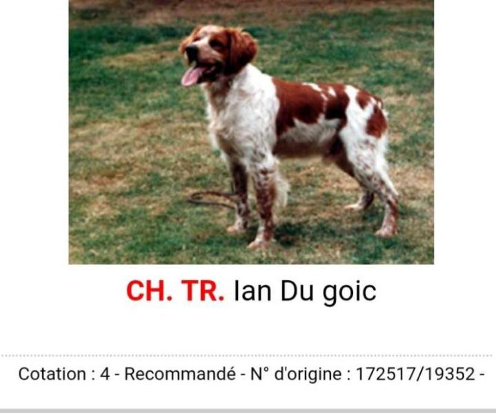 Cot.4/6 CACIB(1). ChFCS. IAN du goic