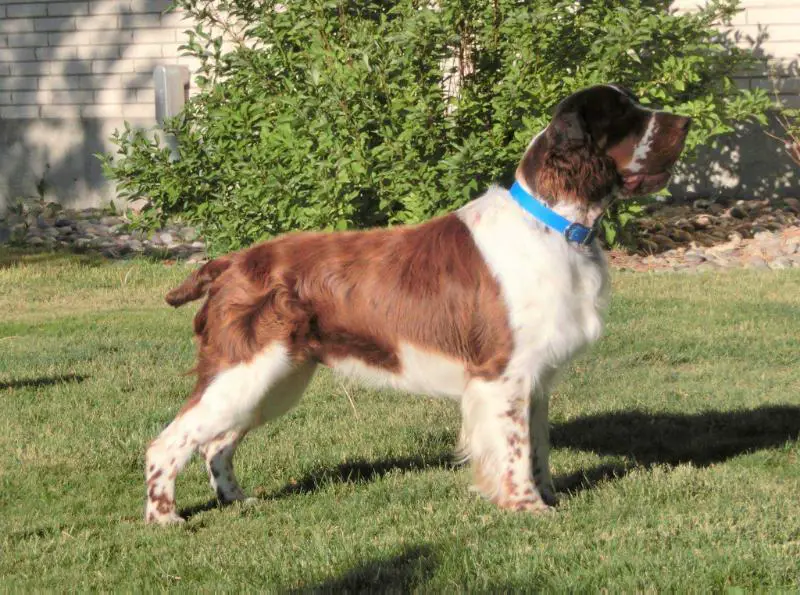 Heavensent's Total Chaos