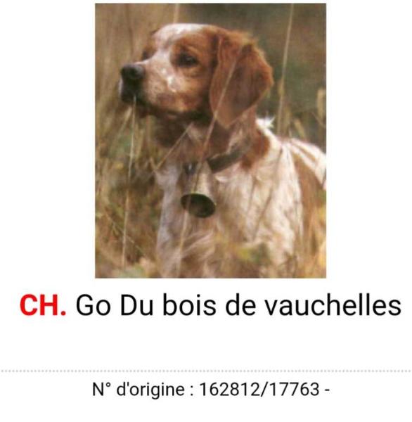 Cot.4/6  ChFCS. ChIB. ChBE. ChLU GO DU (du bois de vauchelle)162812