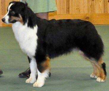 AKC GCH ASCA/UKC CH Lookouttrails EZ Shooten Starr