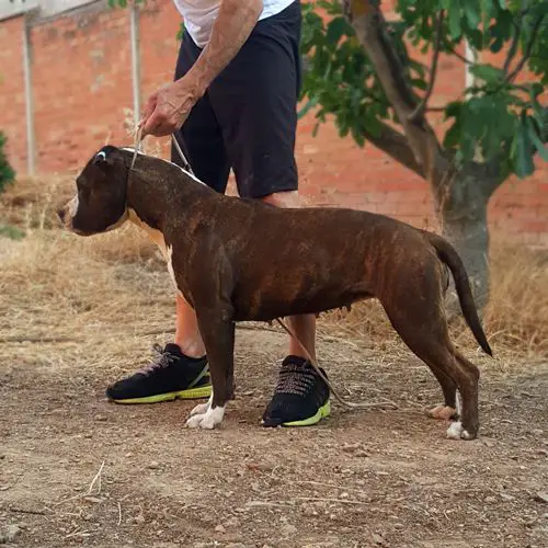 Hardcanbull Magical Moonlight