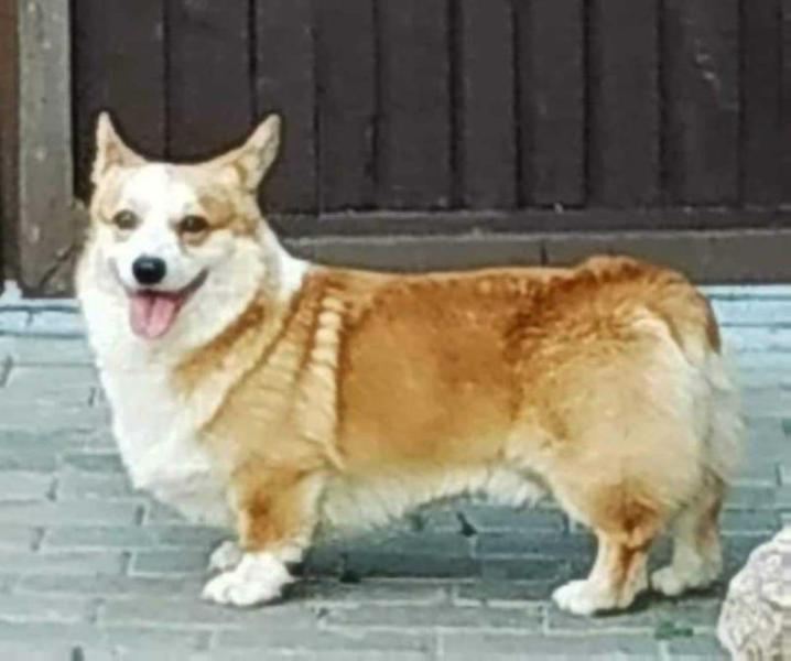 CH BY KALASHNIKHOF DJOE DI MAGGIO