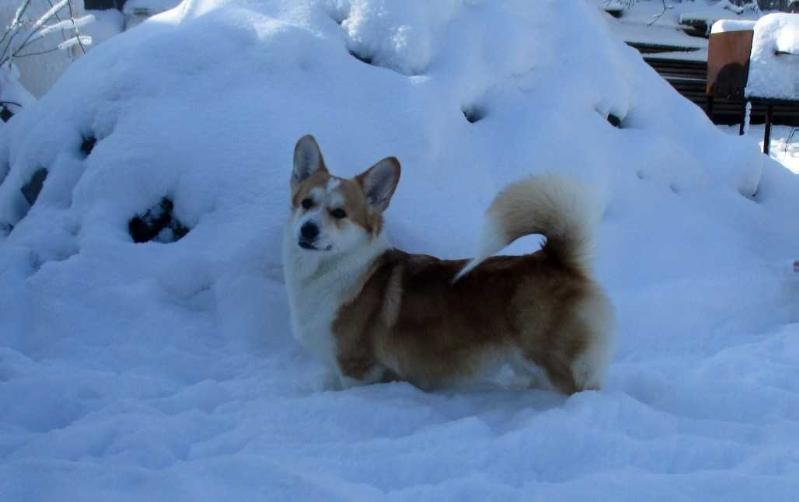 KAROLINA IZ LYUTETSII