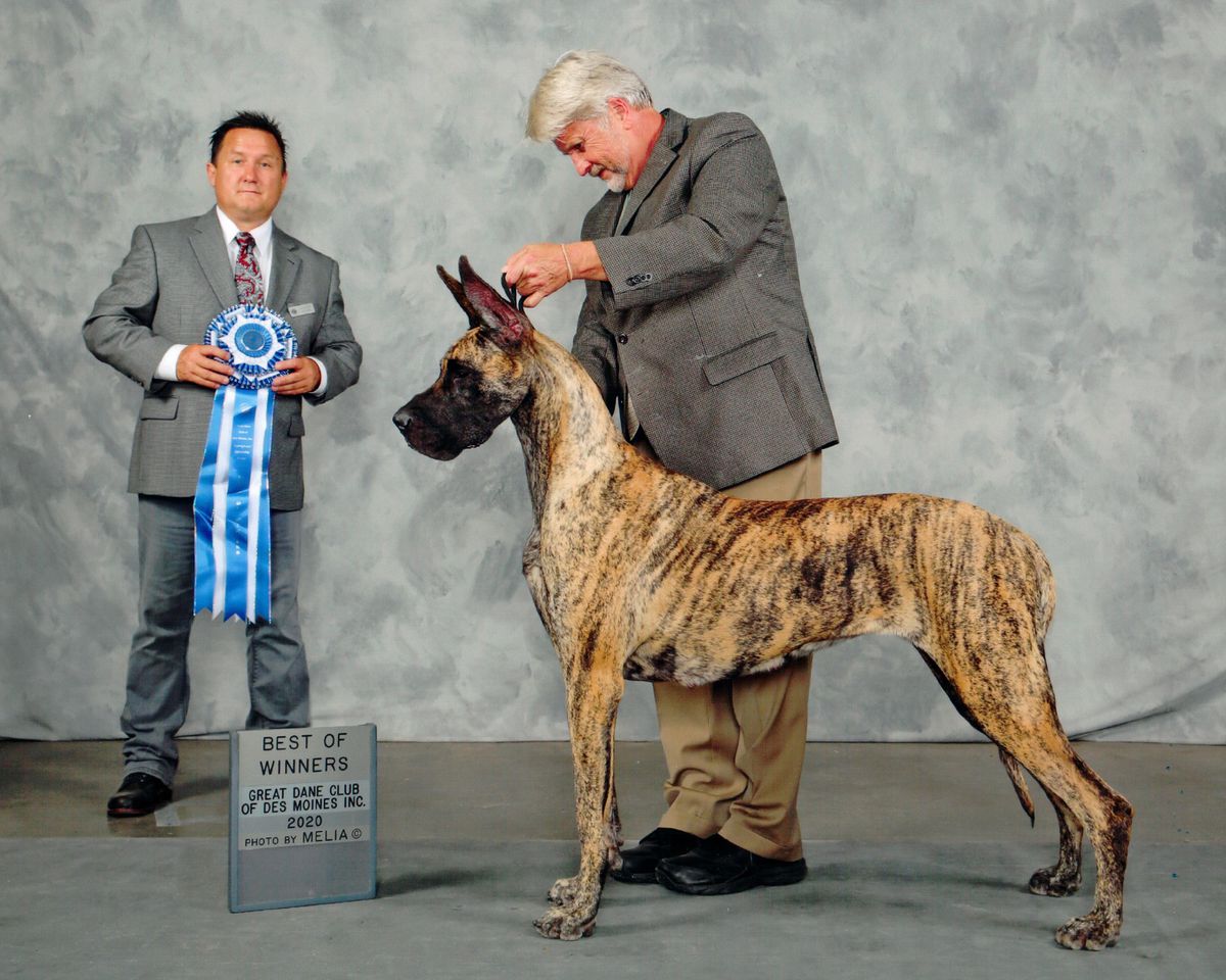 AKC CH. Griner's Why Be Good For Don-Lu Or Elan