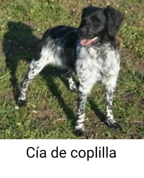 CIA de Coplilla