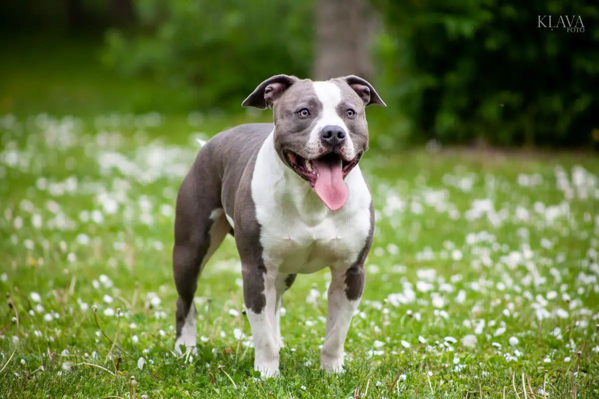 JCH LV ; CH LV Volvo Ocean Race L-DSK