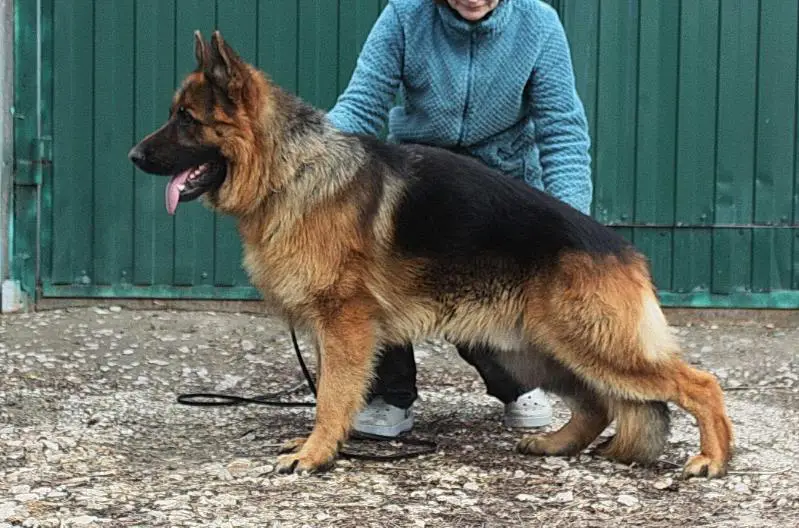 CH RKF Wolfenkraft Amarok