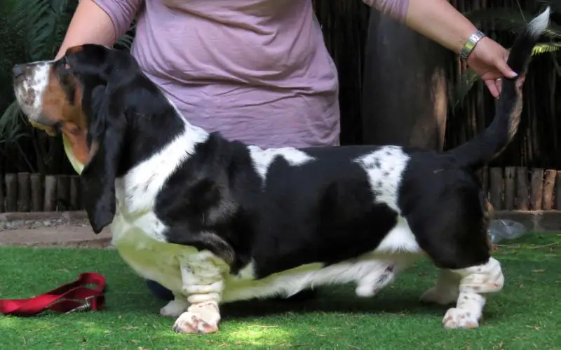 CH Lannister van Hollandheim of Tidalwaves