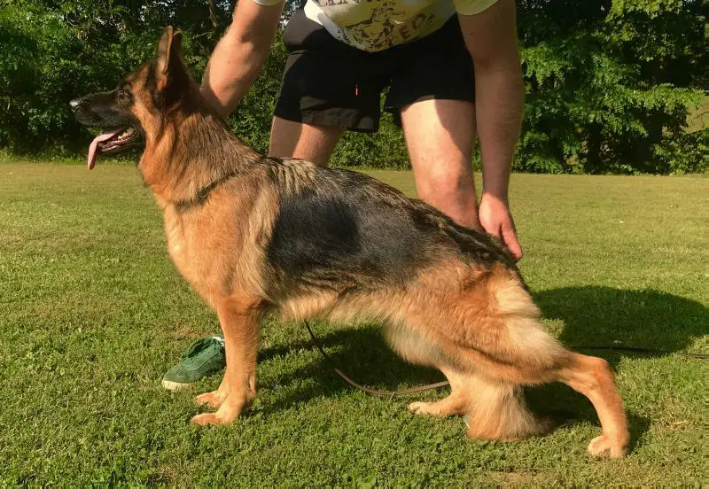 SG Willa vom Gebenbacher Land