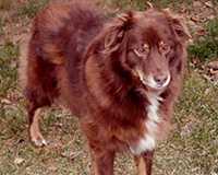 Pineridge Brandy Fire