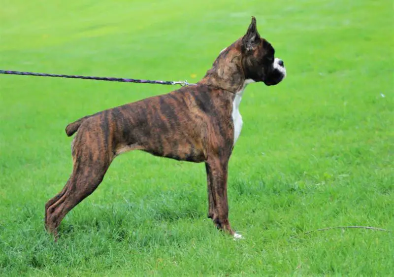 UKC CH JR CH WildRiver's Deja Vu Dream