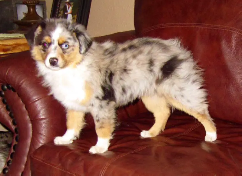 CH Beartooth’s Happy Surprise