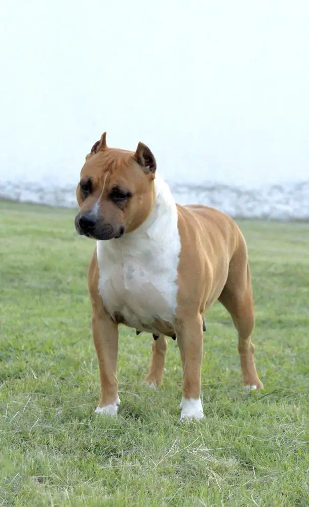 Truelovestaff Catch me if you can