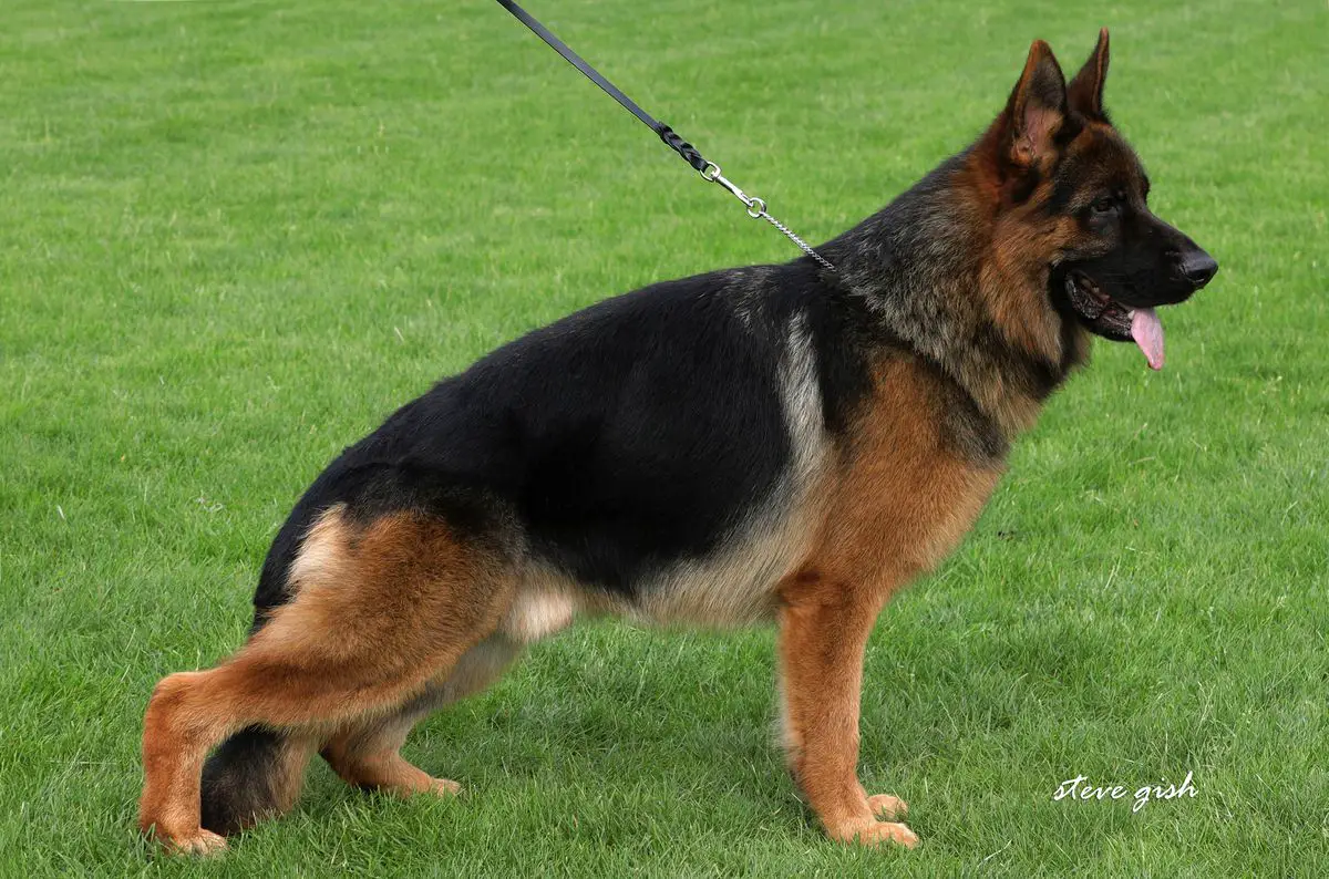 SG10 BSZS 2019 Neron Zedesen Dog