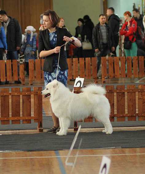 JCHRUS, JCHCLUB, CHRUS,CHCLUB, CH RKF, GRAND CH IZDOMASU Hello Dolly