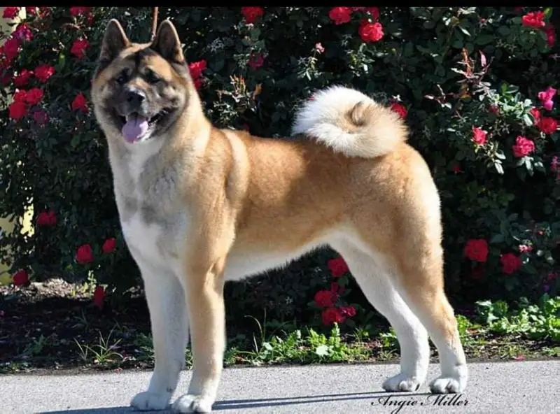 AKC/UKC CH Chenoa's BB Aiyanna Chianna