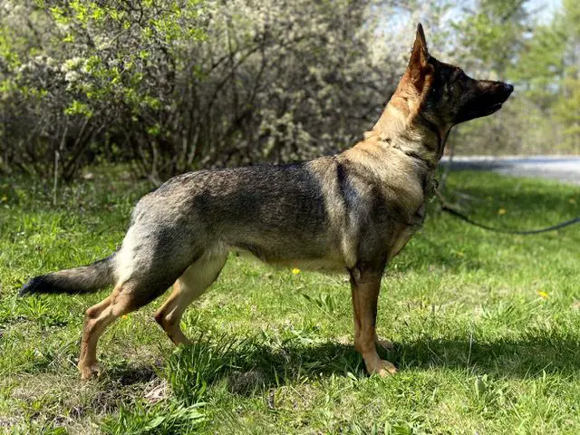 Echo vom Rhodes Haus