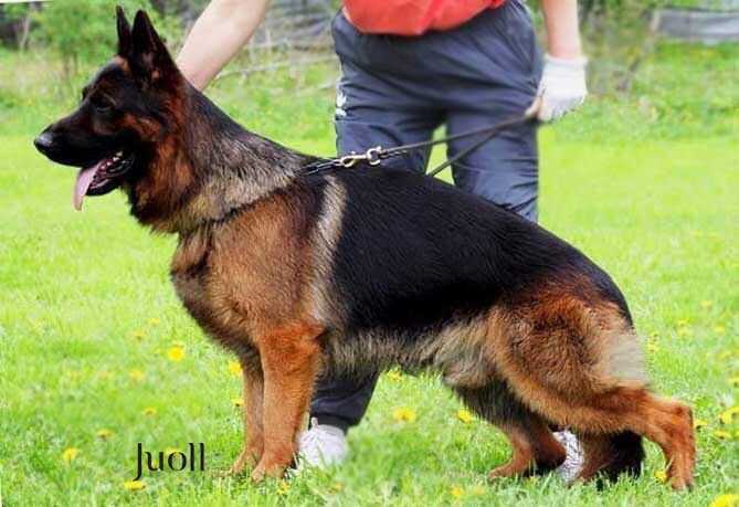 Juoll Domino